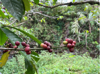 2025年度 SUMMER COURSE OF COFFEE 2025 参加報告書