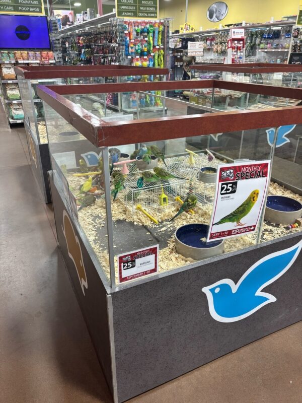 2025年度 アルバータ大学夏季研修プログラム報告書(藤井すみれさん)