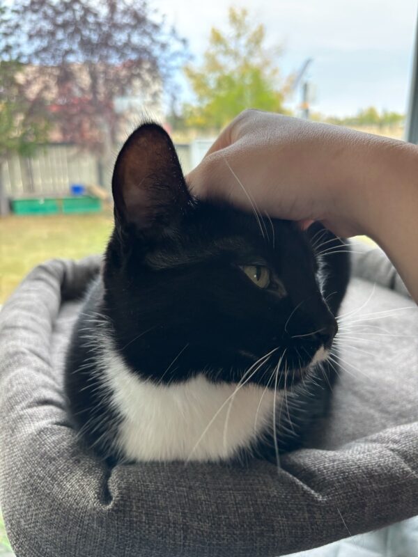 2025年度 アルバータ大学夏季研修プログラム報告書(藤井すみれさん)