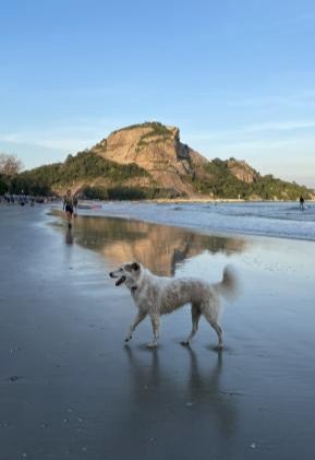 2025年度タイ・カセサート大学単位互換プログラム 11月報告書