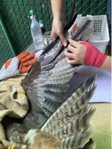 2025年度タイ・カセサート大学単位互換プログラム 11月報告書