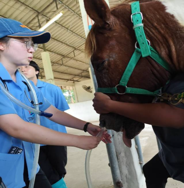 2025年度タイ・カセサート大学単位互換プログラム 11月報告書