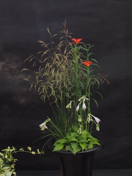 絶滅危惧種を守り、世界へ。未来を彩る「ユリ」の創造