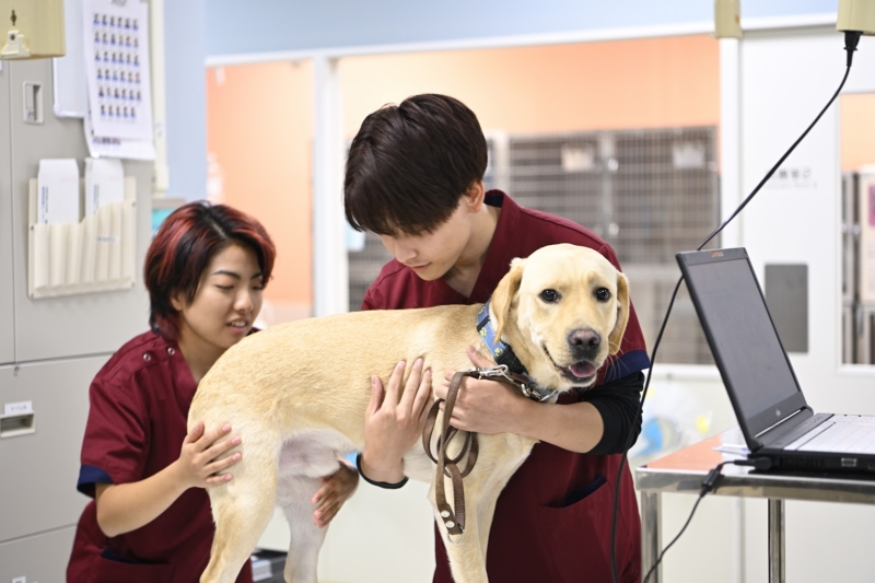 未来の盲導犬と、未来の動物看護師。共に育む「健やかな歩み」