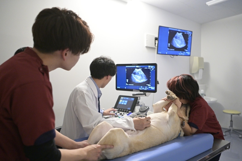 未来の盲導犬と、未来の動物看護師。共に育む「健やかな歩み」