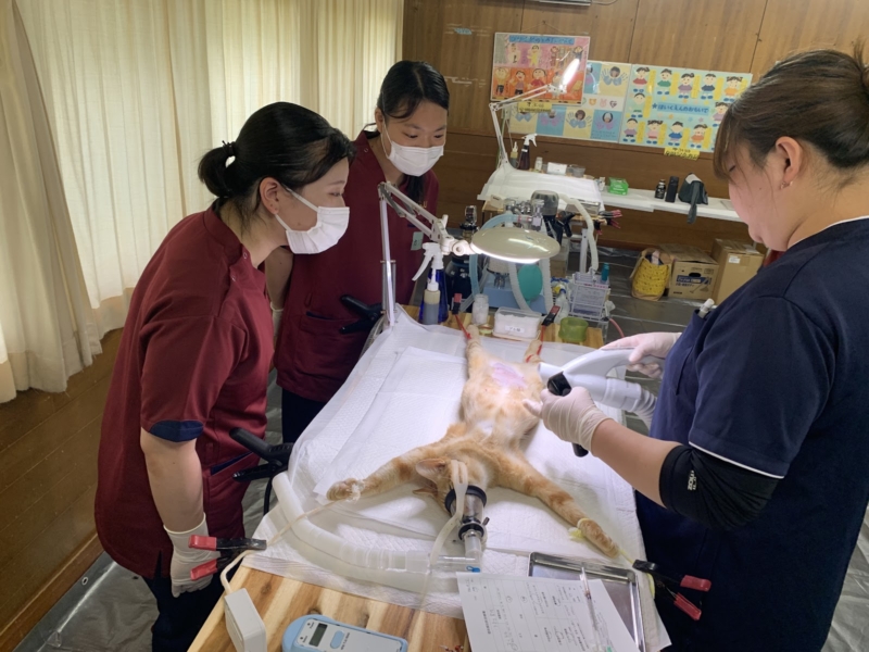 命の連鎖を、責任ある未来へ。学生が挑む「T.N.R.活動」