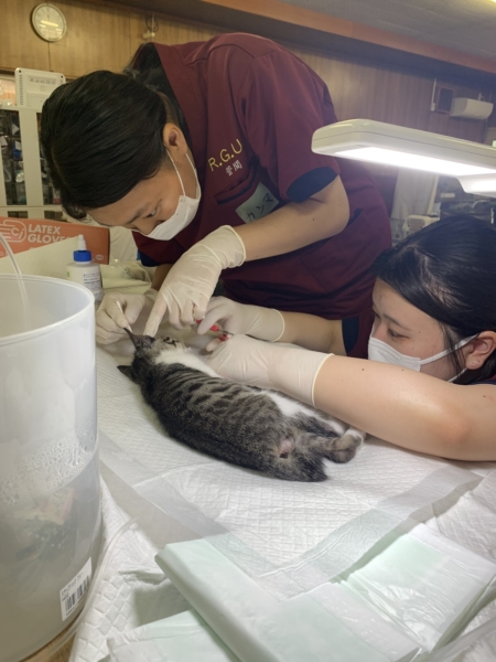 命の連鎖を、責任ある未来へ。学生が挑む「T.N.R.活動」