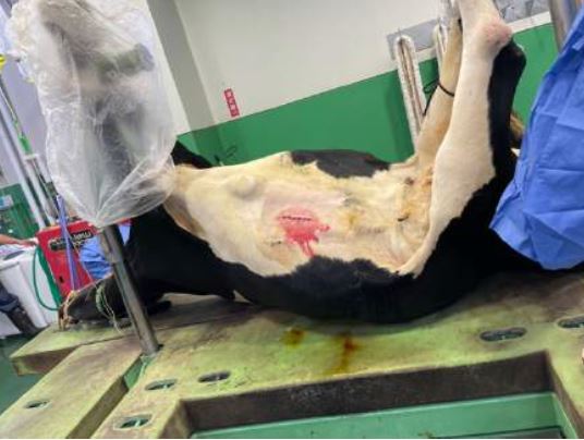 最前線の現場で、未来の獣医師へ。NOSAI北海道オホーツク臨床実習