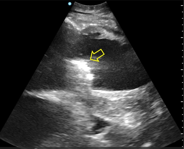 最前線の現場で、未来の獣医師へ。NOSAI北海道オホーツク臨床実習