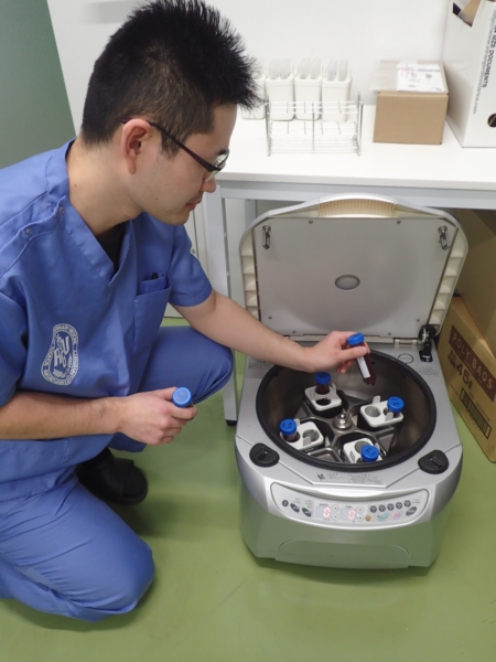 牛の不妊治療に新たな光。再生医療「PRP療法」で挑む受胎率向上