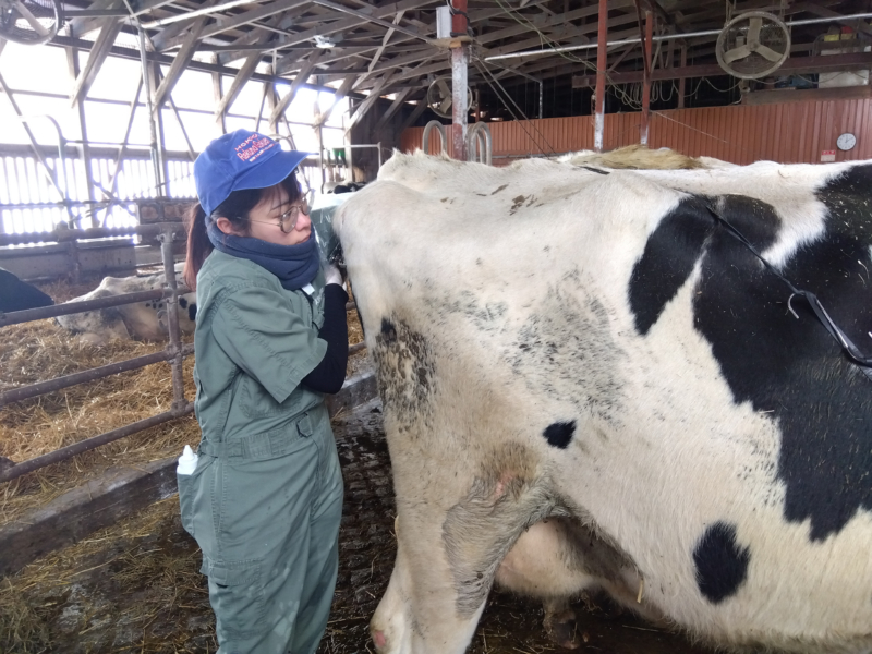 牛の不妊治療に新たな光。再生医療「PRP療法」で挑む受胎率向上