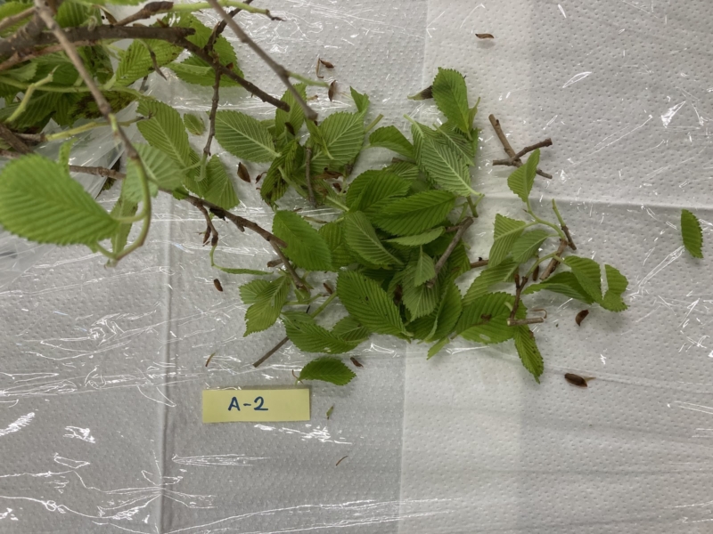 ハルニレの木からワインが生まれた。新冠町でオリジナルワイン「ピポク」誕生