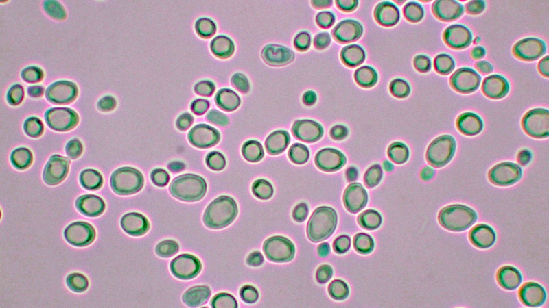 ハルニレの木からワインが生まれた。新冠町でオリジナルワイン「ピポク」誕生