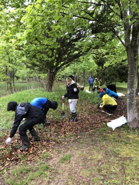 しのつ河畔林でオオハンゴンソウ駆除を実施しました