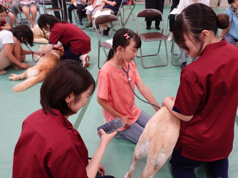 小・中・高校生向け体験講座「はかってみよう！犬の体の不思議～運動したら体はどう変わる？～」を開催しました