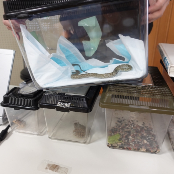 小・中・高校生向け体験講座「両生類・は虫類について学ぶ」を開催しました